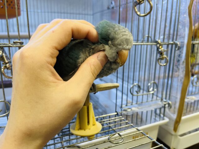 オキナインコ