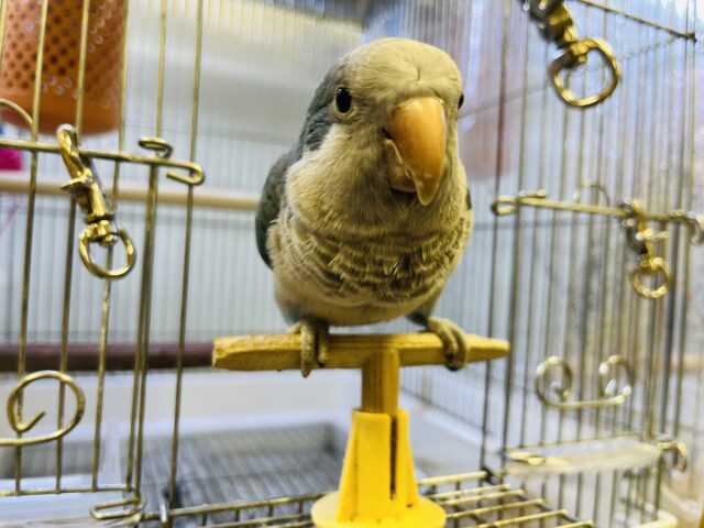 オキナインコ