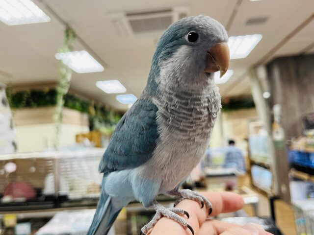 オキナインコ
