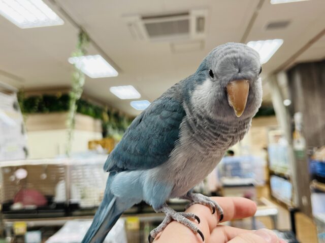 オキナインコ