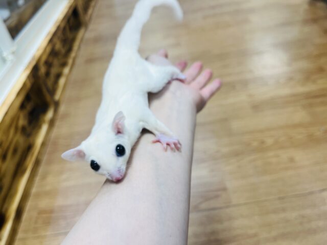 フクロモモンガ