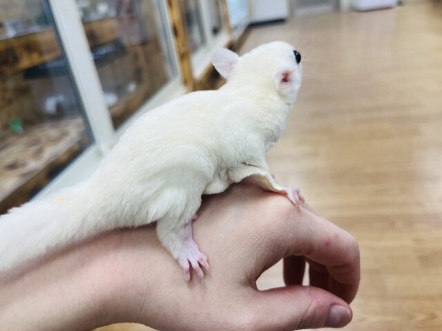 フクロモモンガ