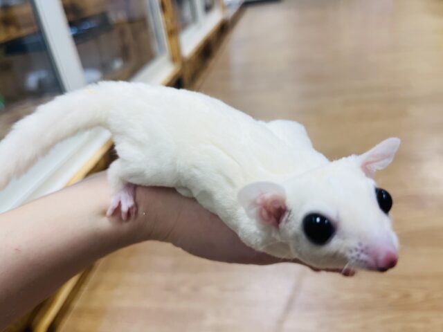 フクロモモンガ