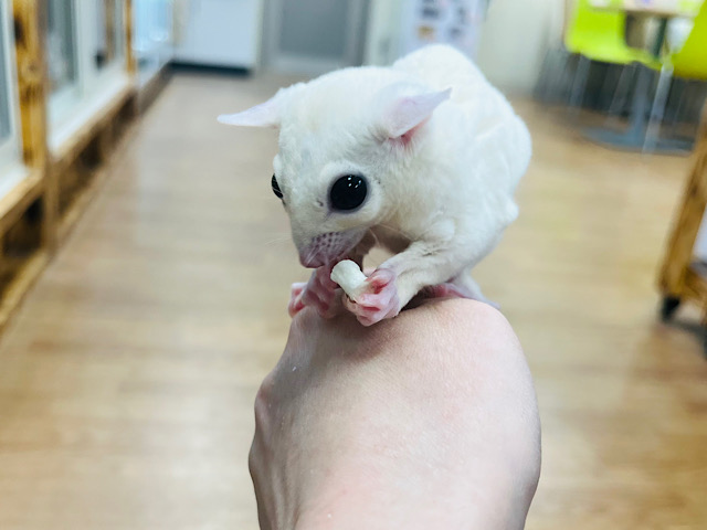 フクロモモンガ