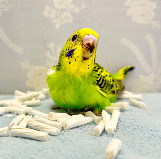 セキセイインコ