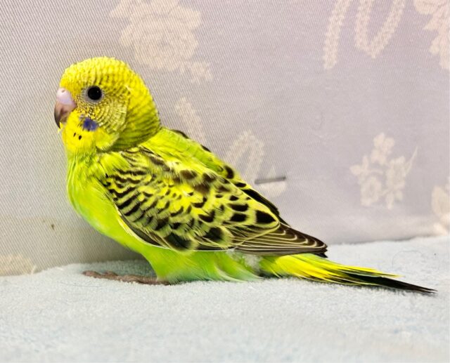 セキセイインコ