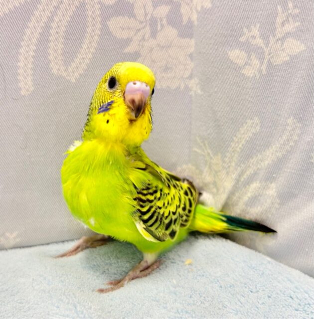セキセイインコ