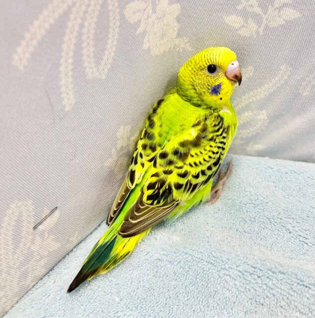 セキセイインコ