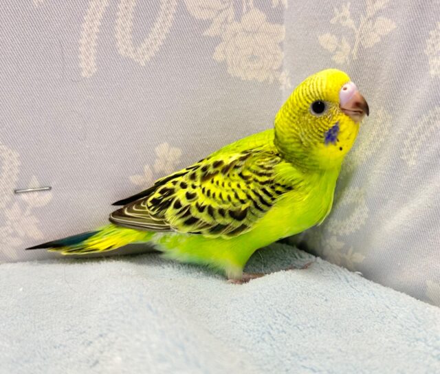 セキセイインコ