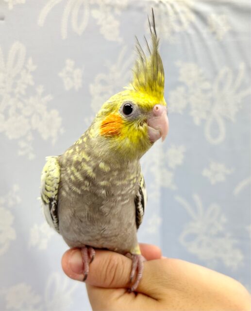オカメインコ