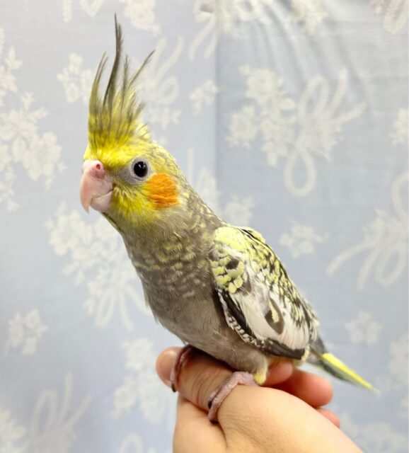 オカメインコ