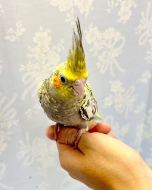 オカメインコ