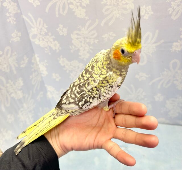 オカメインコ