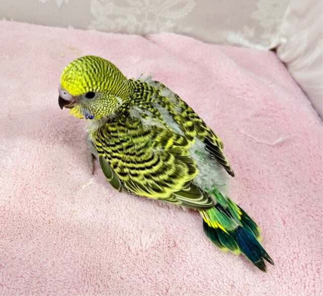 ジャンボセキセイインコ
