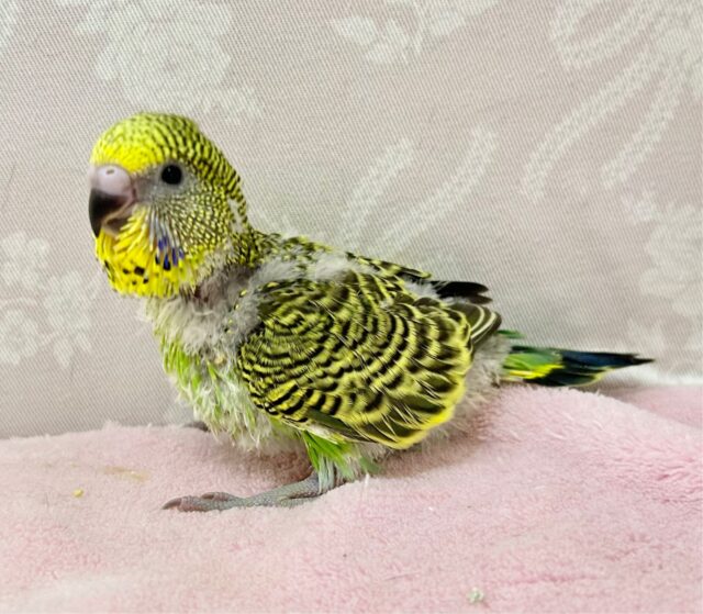 ジャンボセキセイインコ