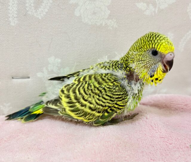 ジャンボセキセイインコ