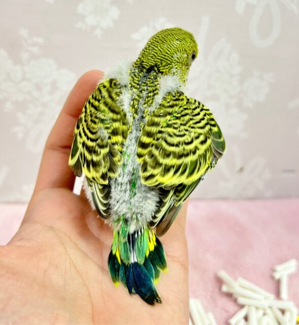 ジャンボセキセイインコ