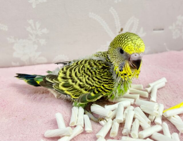 ジャンボセキセイインコ