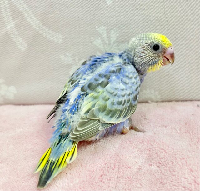 セキセイインコ