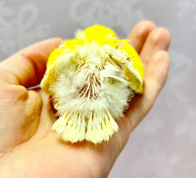 コザクラインコ（小桜インコ）