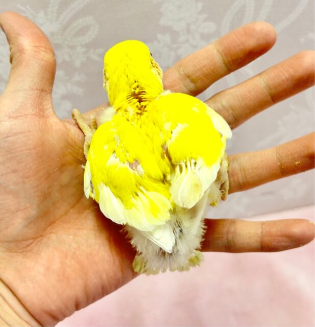 コザクラインコ（小桜インコ）