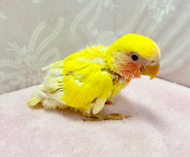コザクラインコ（小桜インコ）