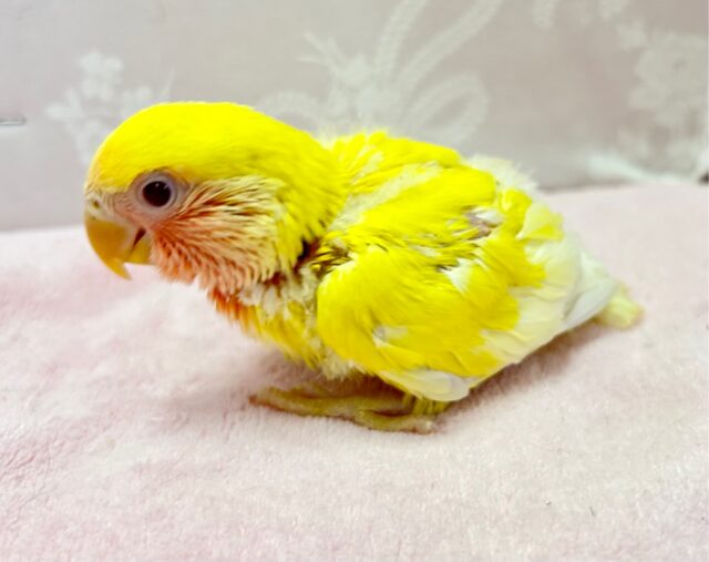 コザクラインコ（小桜インコ）