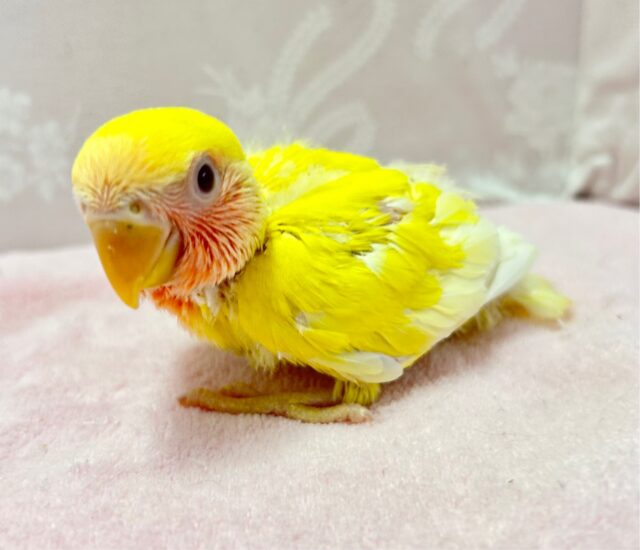 コザクラインコ（小桜インコ）