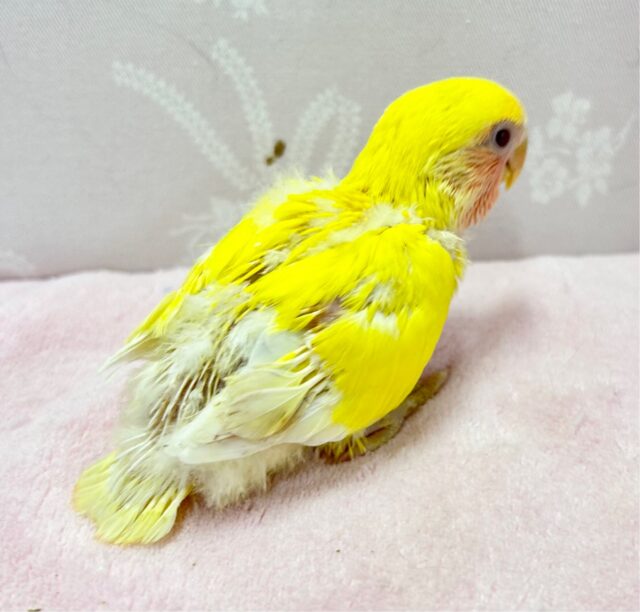 コザクラインコ（小桜インコ）