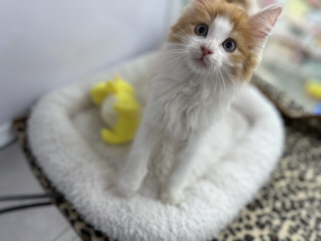 ノルウェージャンフォレストキャット