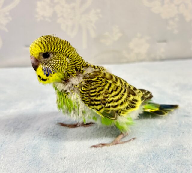 ジャンボセキセイインコ