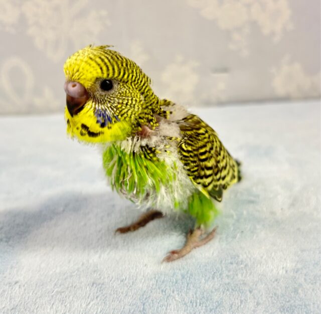 ジャンボセキセイインコ