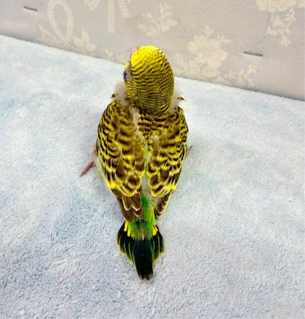 ジャンボセキセイインコ
