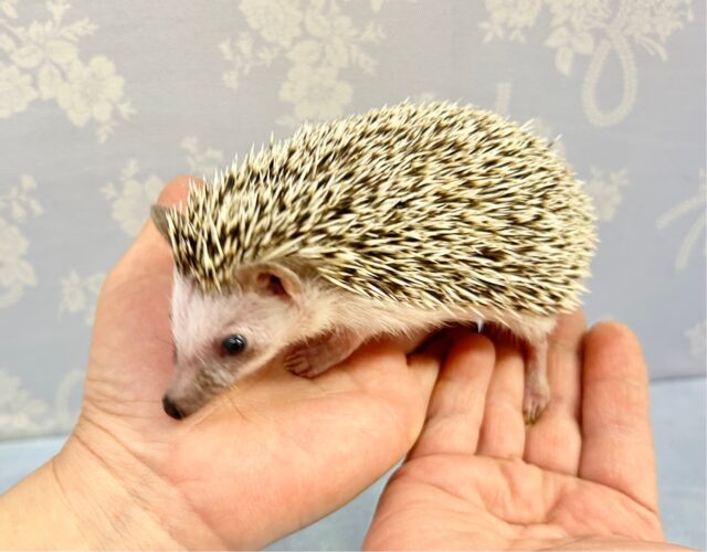 ハリネズミ（ヨツユビハリネズミ）