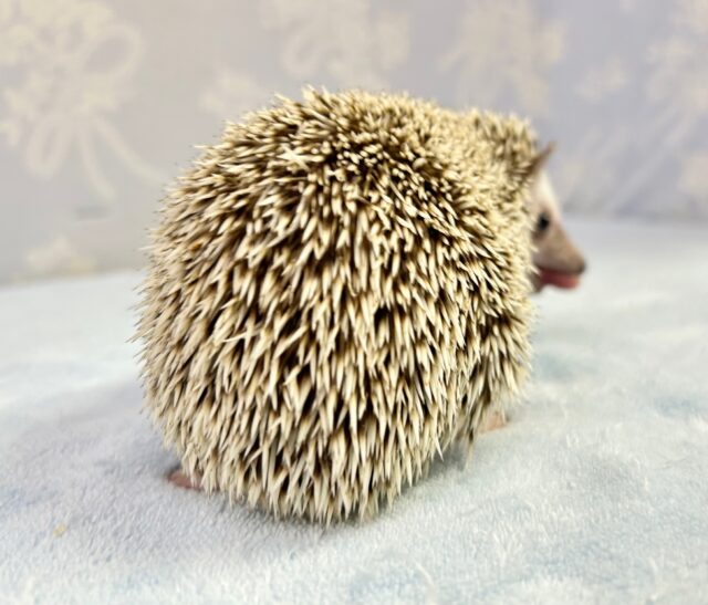 ハリネズミ（ヨツユビハリネズミ）