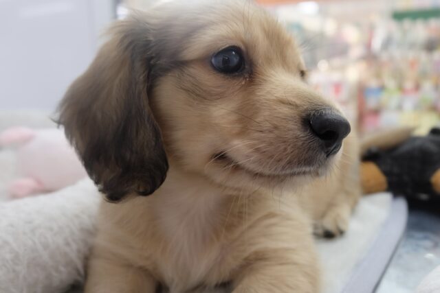 ミニチュアダックス