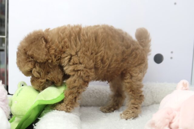 トイプードル