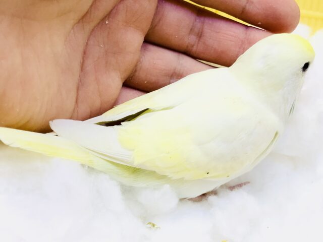 セキセイインコ