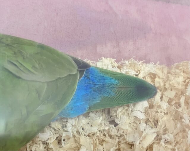 コザクラインコ（小桜インコ）