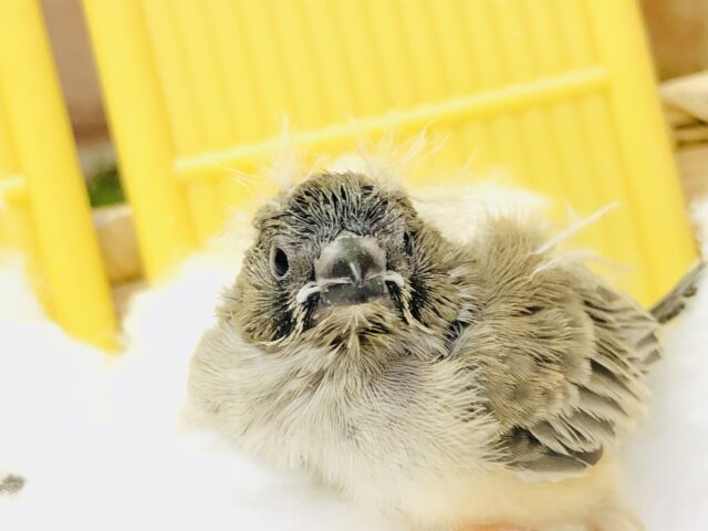 錦花鳥（キンカチョウ）