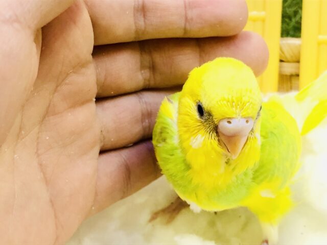 セキセイインコ