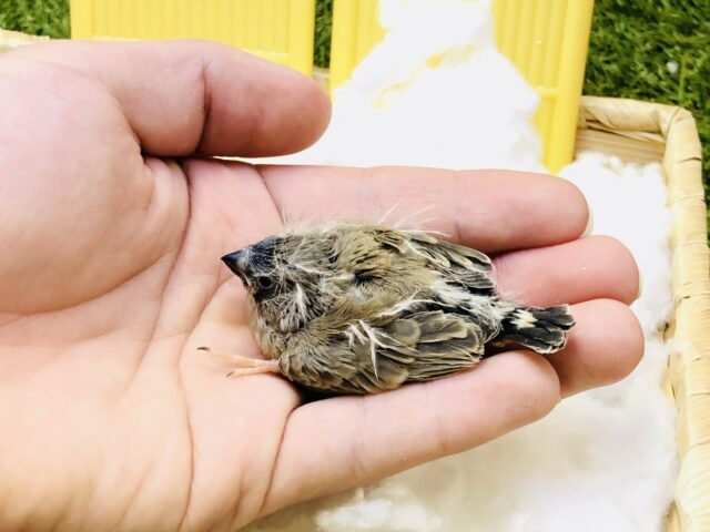 錦花鳥（キンカチョウ）