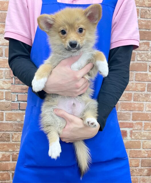 ポメラニアン×Wコーギー