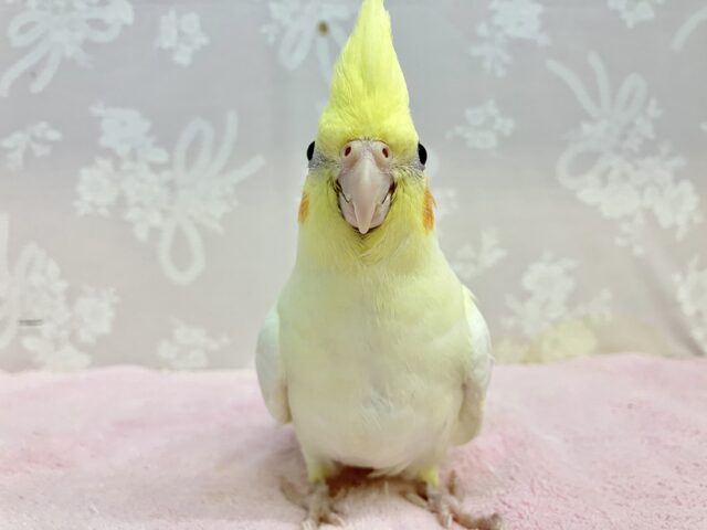 オカメインコ