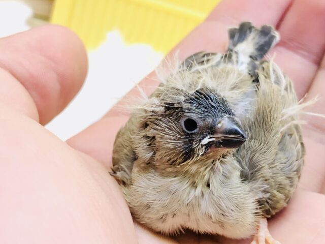 錦花鳥（キンカチョウ）