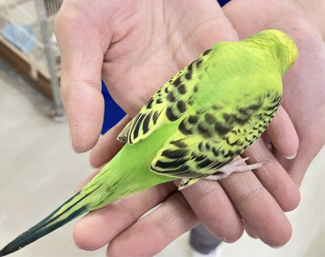 セキセイインコ