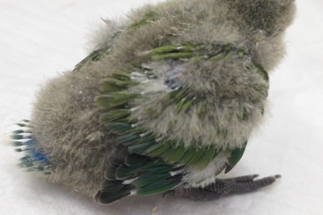 コザクラインコ（小桜インコ）