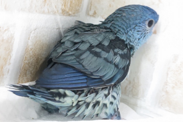 サザナミインコ