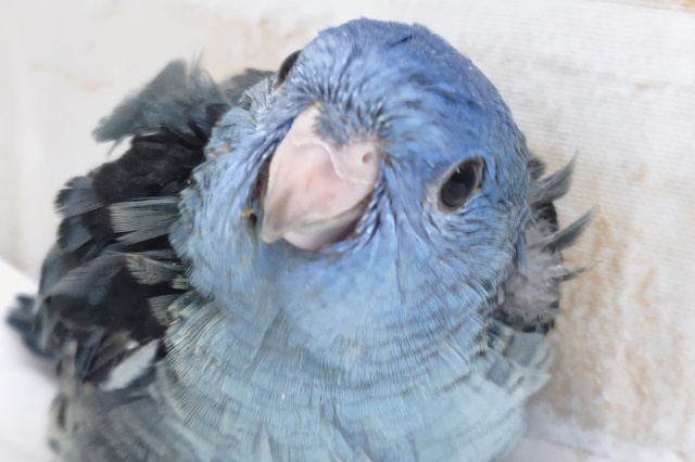 サザナミインコ