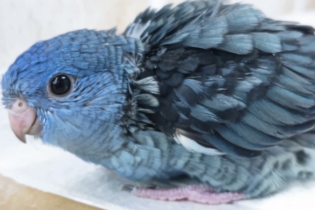 サザナミインコ